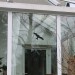Aufkleber Vogel gegen Vogelschlag an der Fensterscheibe.